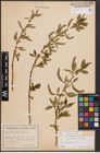 Foto von Salix fragilis L.